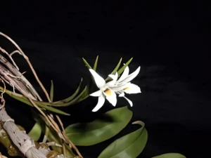 Bild von Dendrobium exil